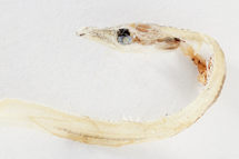 チリメンモンスター