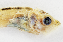 チリメンモンスター