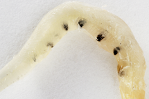 チリメンモンスター