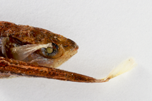 チリメンモンスター