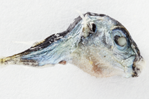 チリメンモンスター