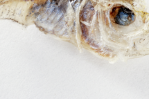 チリメンモンスター