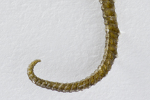 チリメンモンスター