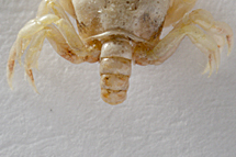 チリメンモンスター