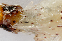 チリメンモンスター