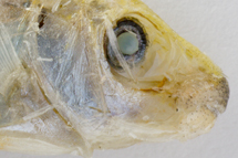 チリメンモンスター