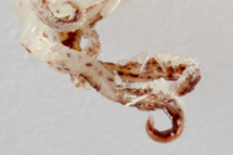 チリメンモンスター