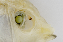 チリメンモンスター