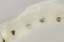 チリメンモンスター