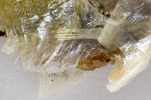 チリメンモンスター