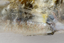 チリメンモンスター