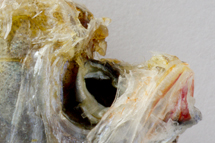 チリメンモンスター