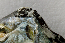 チリメンモンスター