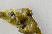 チリメンモンスター