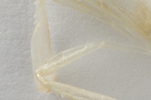 チリメンモンスター