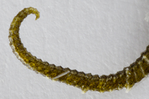 チリメンモンスター