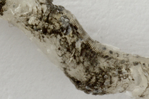 チリメンモンスター