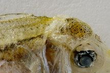 チリメンモンスター