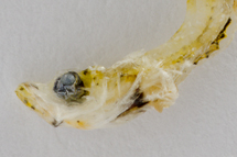 チリメンモンスター