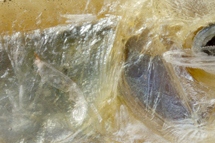 チリメンモンスター