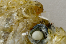 チリメンモンスター