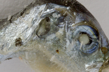 チリメンモンスター