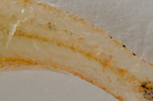 チリメンモンスター