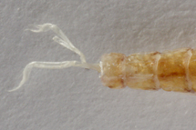 チリメンモンスター