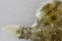 チリメンモンスター