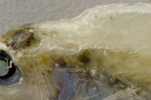 チリメンモンスター