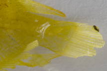 チリメンモンスター