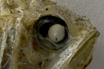 チリメンモンスター