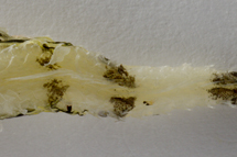 チリメンモンスター